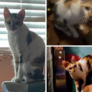 Image of Dizzy, Lost Cat