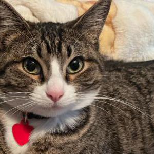 Image of Jama Jama, Lost Cat