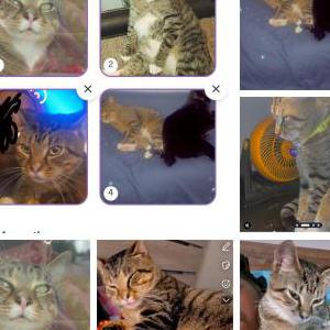 Image of Cammy, Lost Cat