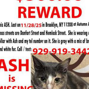 Lost Cat ASh