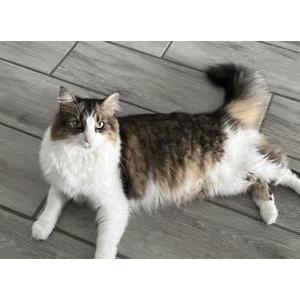 Lost Cat Figaro