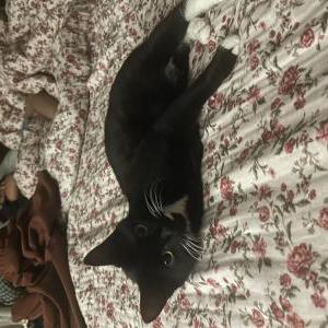 Lost Cat Luna