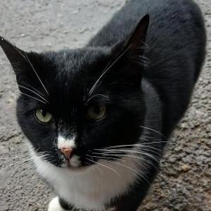 Found Cat Unknown