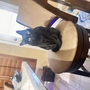 Image of Millie, Lost Cat