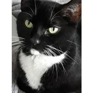 Lost Cat Kitty Purr (KP)