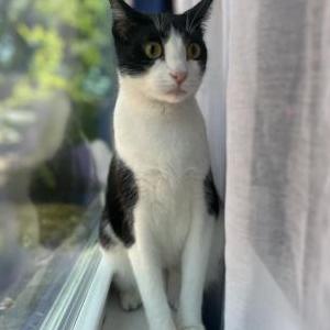 Lost Cat Dexi