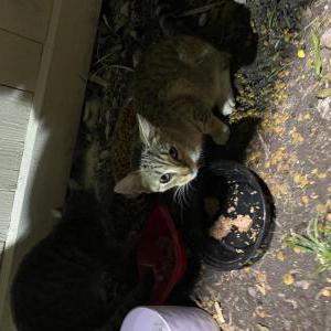 Lost Cat NoName