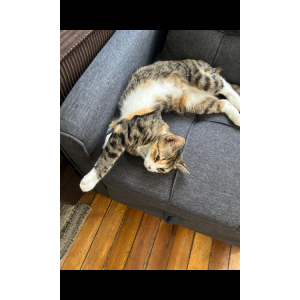 Lost Cat Excela
