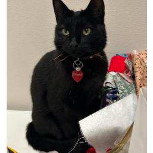 Lost Cat Cleo