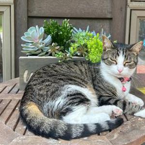 Lost Cat Rose