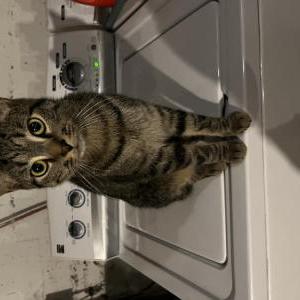 Image of Enzo, Lost Cat