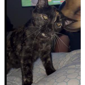 Image of Callie, Lost Cat