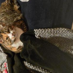 Lost Cat Cece