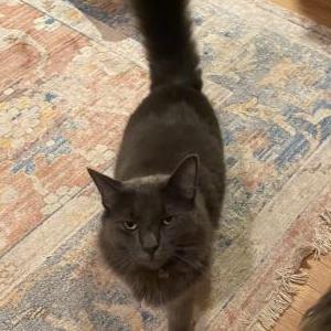 Lost Cat Kit