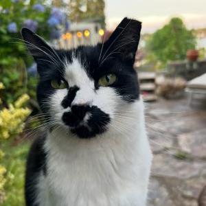 Lost Cat Fang