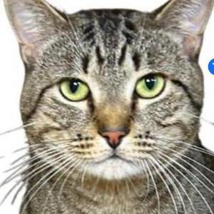 Lost Cat Floyd