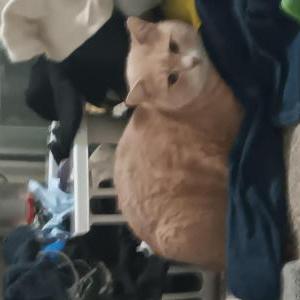 Lost Cat Milo