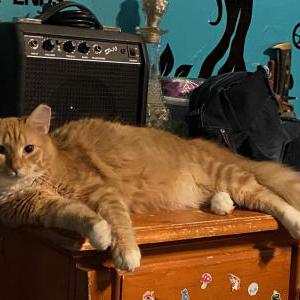 Lost Cat Garfield