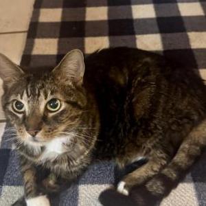 Lost Cat Rosco