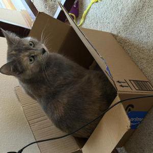 Lost Cat Luna