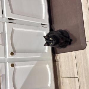 Image of Millie, Lost Cat