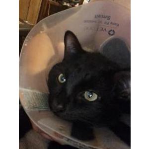 Lost Cat Galaxy