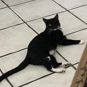 Lost Cat Sox