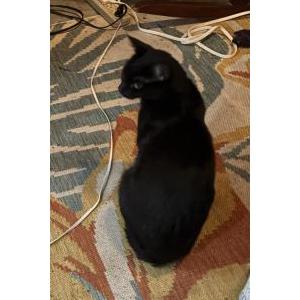 Found Cat Unknown