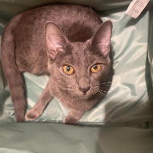 Lost Cat Bokki