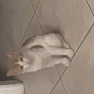 Lost Cat Anakin