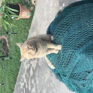 Lost Cat Flounder