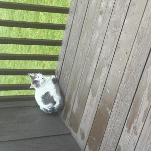 Image of Keke, Lost Cat