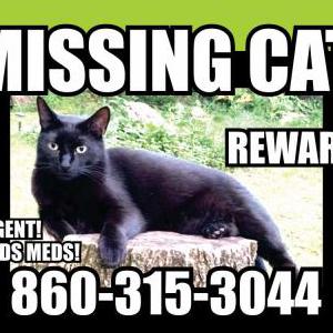 Lost Cat BooBoo