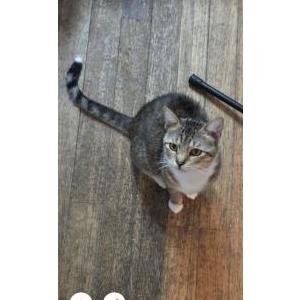 Image of Junior, Lost Cat