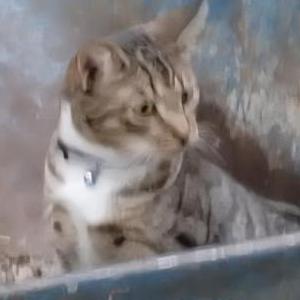 Image of MR MISTER, Lost Cat