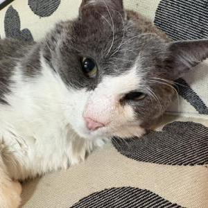 Image of Sherlock, Lost Cat