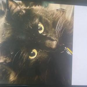 Lost Cat Casey