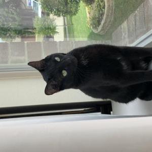 Lost Cat Shadow
