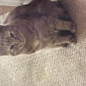 Image of Chester, Lost Cat