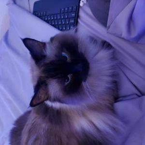Lost Cat Miss Kitty
