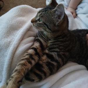 Lost Cat Kitten