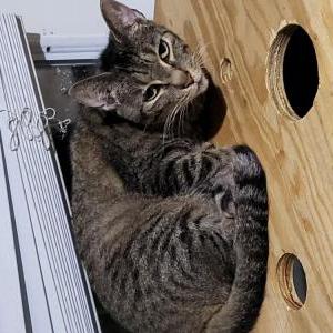 Lost Cat Meatball/rat