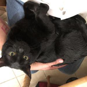 Lost Cat Bagheera