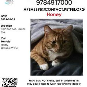Lost Cat HONEY