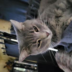Image of Axl, Lost Cat