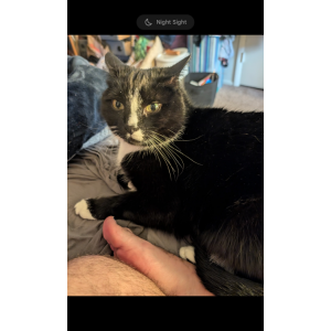 Lost Cat Milo