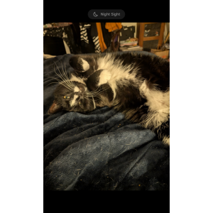 2nd Image of Milo, Lost Cat