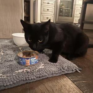 Found Cat unknown