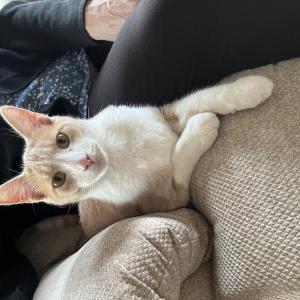 Lost Cat Koko