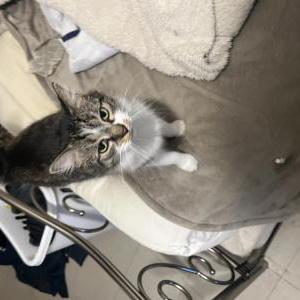 Image of sugar, Lost Cat